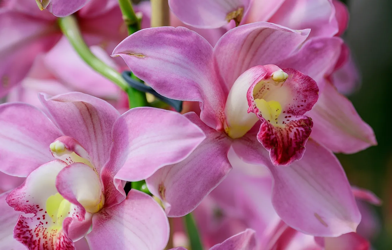 Photo wallpaper macro, exotic, Orchid, Cymbidium