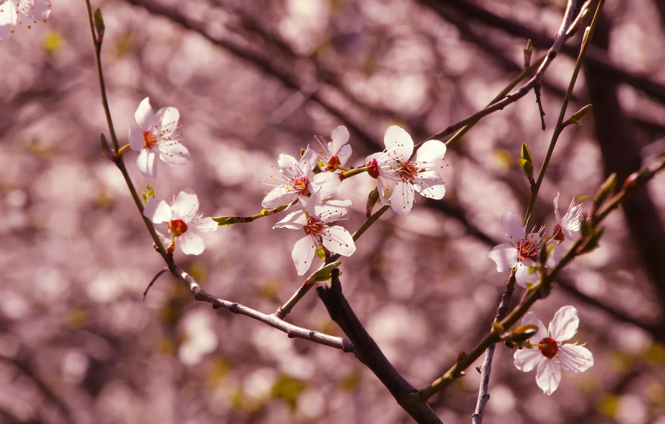 Photo wallpaper flower, spring, twig, blooming