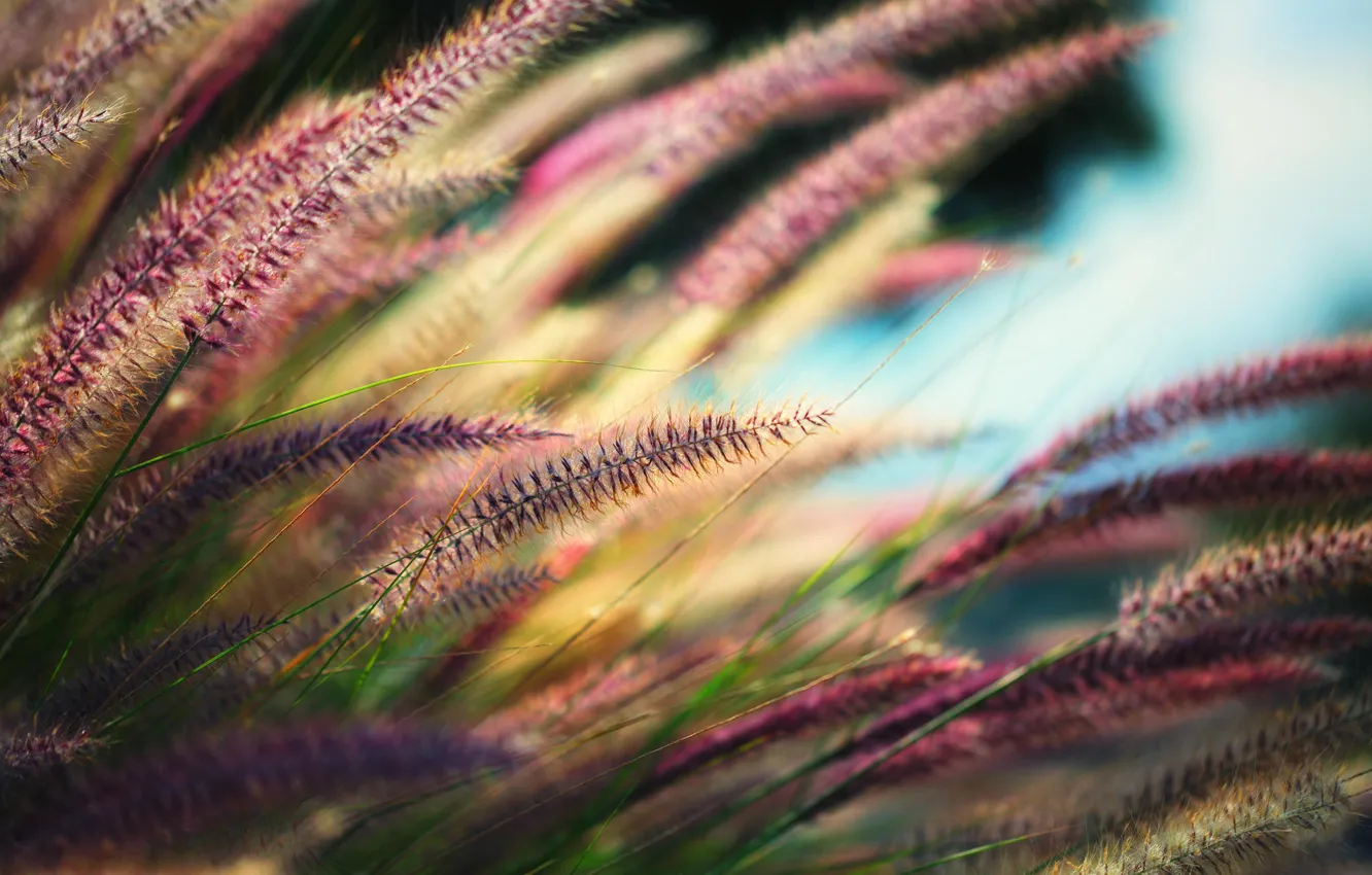 Photo wallpaper grass, macro, plant, spikelets