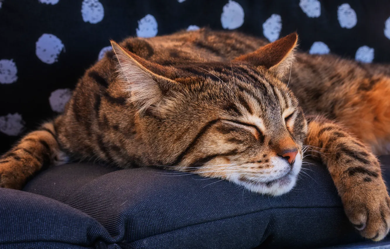 Photo wallpaper cat, cat, face, the dark background, background, stay, sleep, pillow