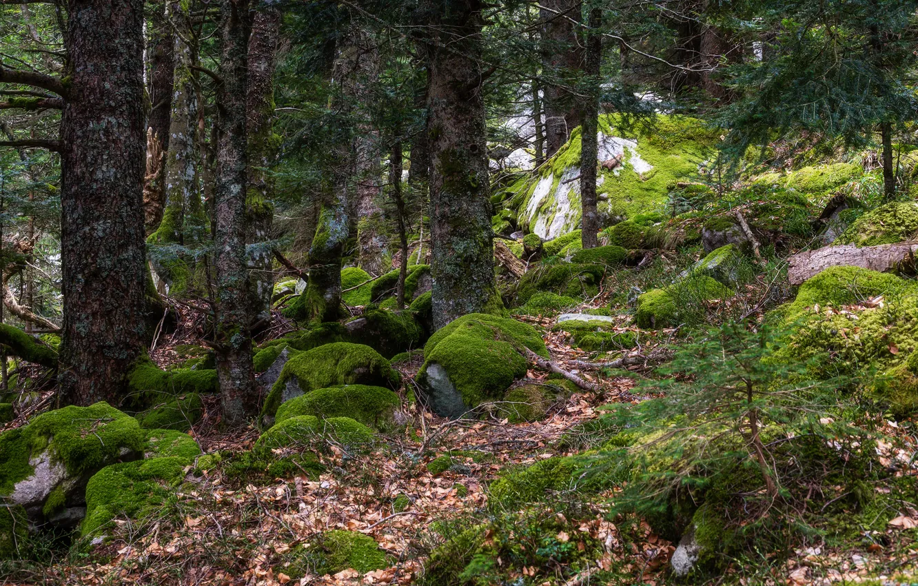 Photo wallpaper forest, trees, stones, moss