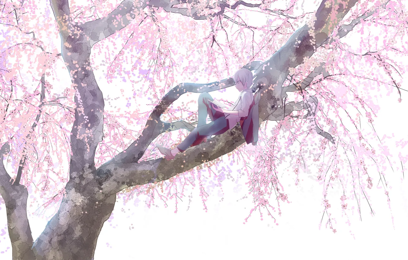 Photo wallpaper branches, stay, spring, boy, Sakura, flowering, on the tree, big tree