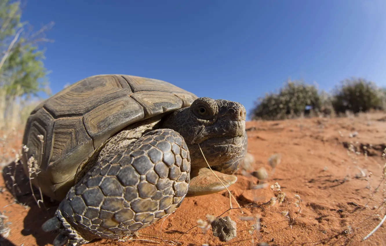 Photo wallpaper nature, background, Mojave Desert Tortoise