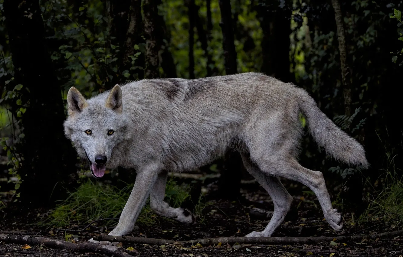 Photo wallpaper Predator, nature, snow, face, animal, wolf, canis lupus, wildlife