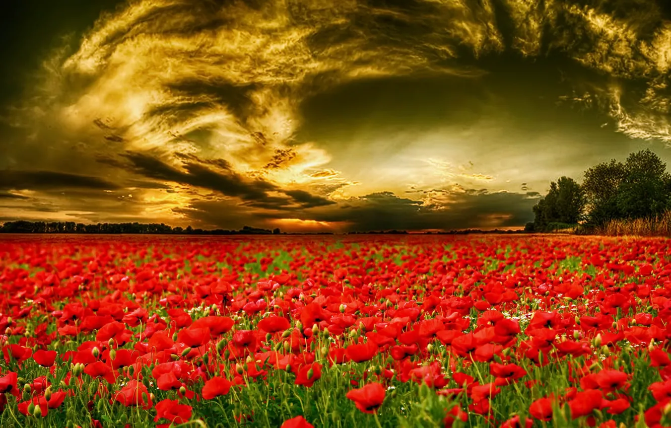 Photo wallpaper field, the sky, flowers, tulips
