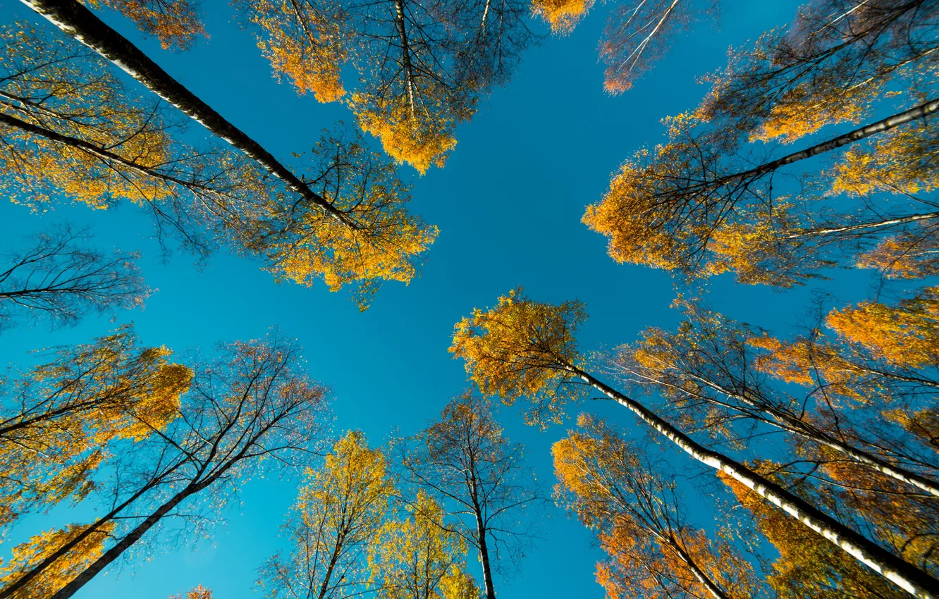Photo wallpaper autumn, the sky, trees, nature