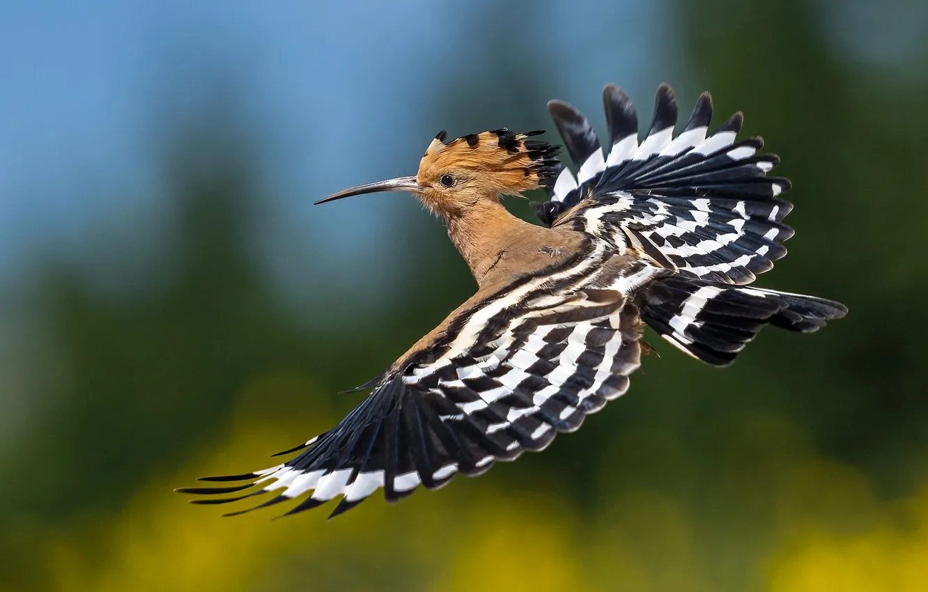 Photo wallpaper flight, nature, bird, hoopoe, wingspan