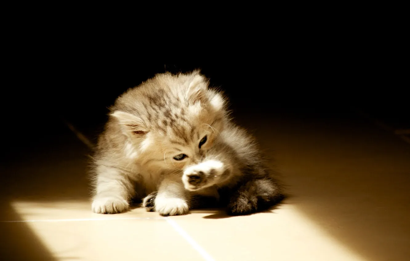 Photo wallpaper on the floor, licks, light and shadow, fluffy kitten