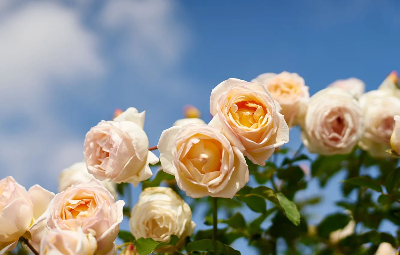 Photo wallpaper flowers, roses, the bushes