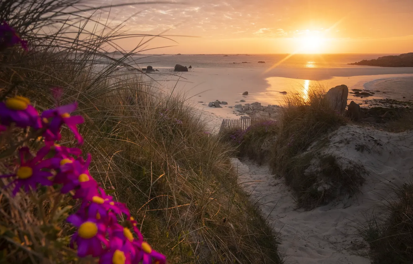 Photo wallpaper sand, sea, beach, flowers, shore