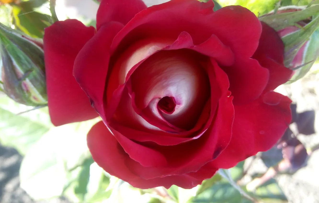 Photo wallpaper flowers, roses, flower, Red