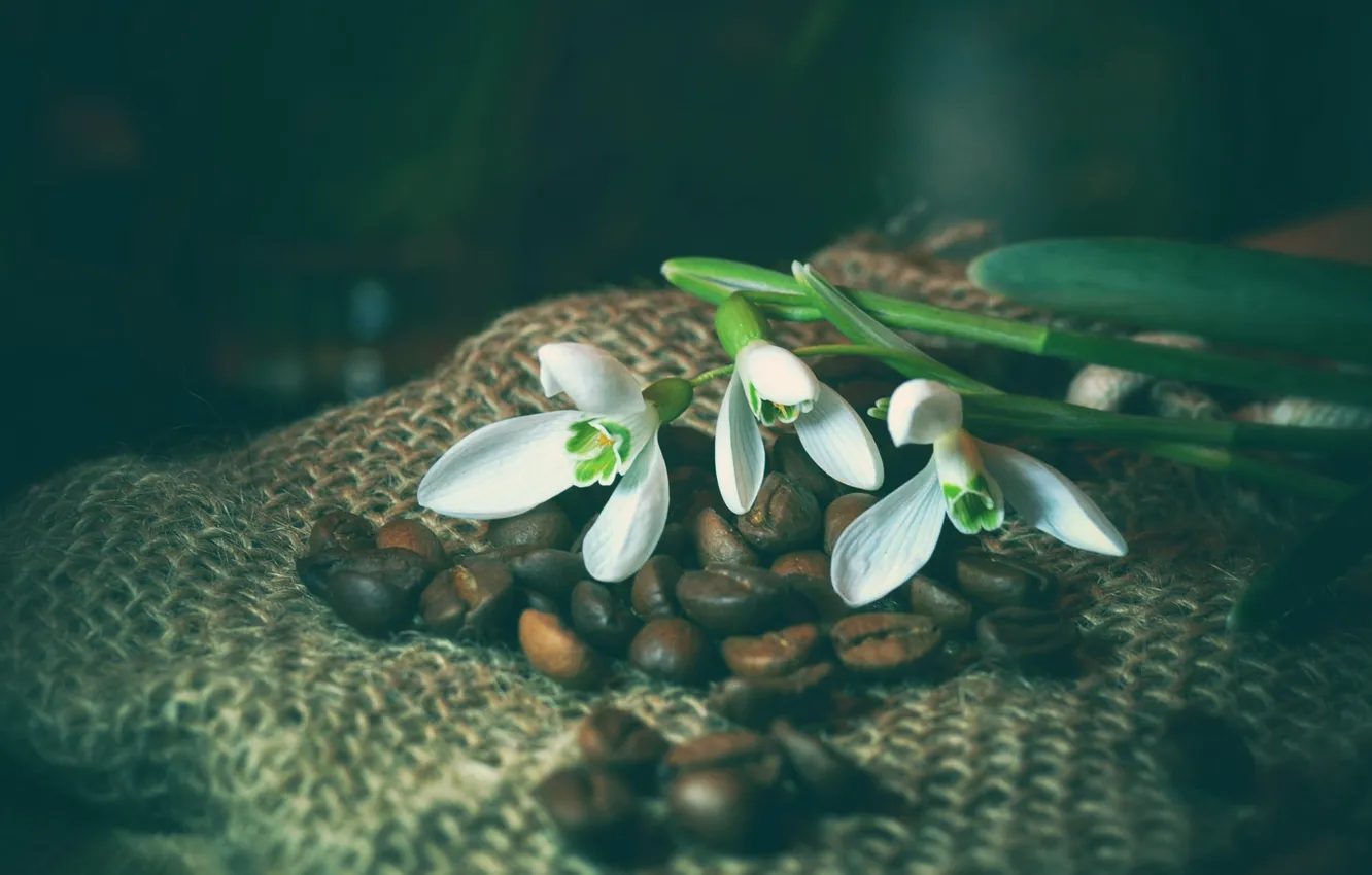 Photo wallpaper flowers, the dark background, coffee, spring, snowdrops, white, coffee beans, burlap