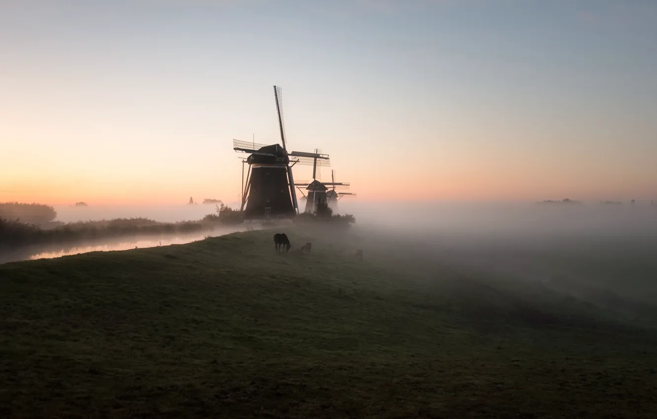 Photo wallpaper field, fog, horses, morning, mill