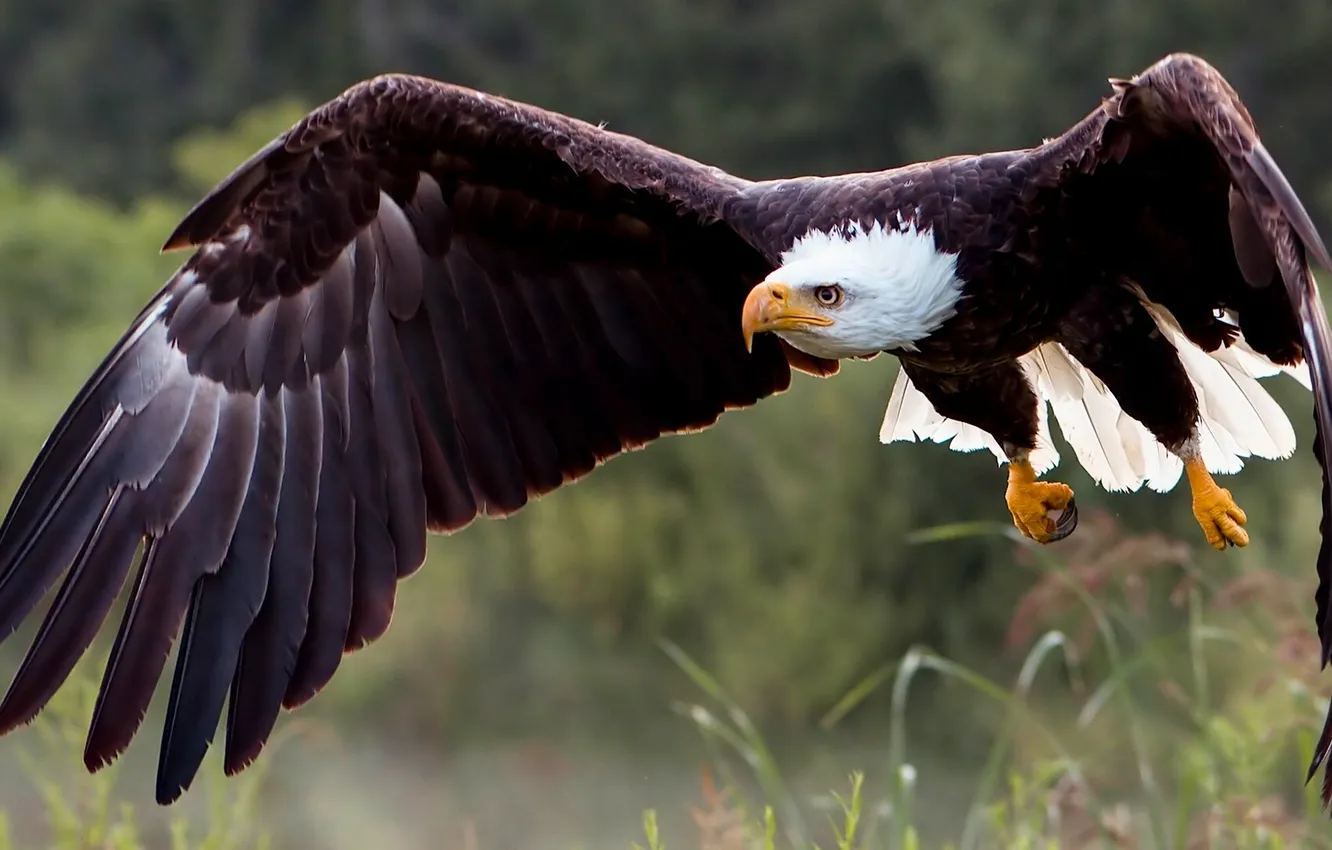 Photo wallpaper flight, bird, wings, predator, hawk, bald eagle