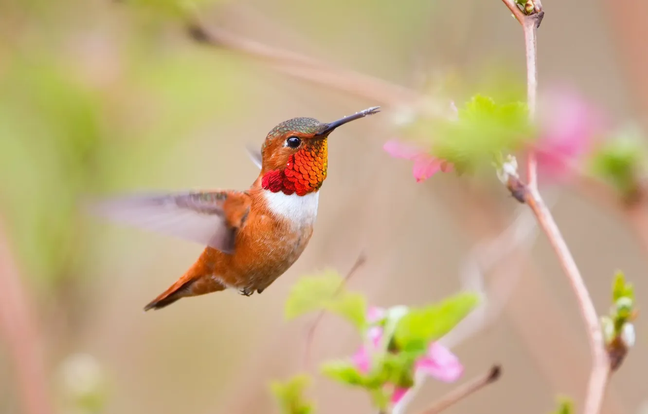 Photo wallpaper flowers, branches, Hummingbird