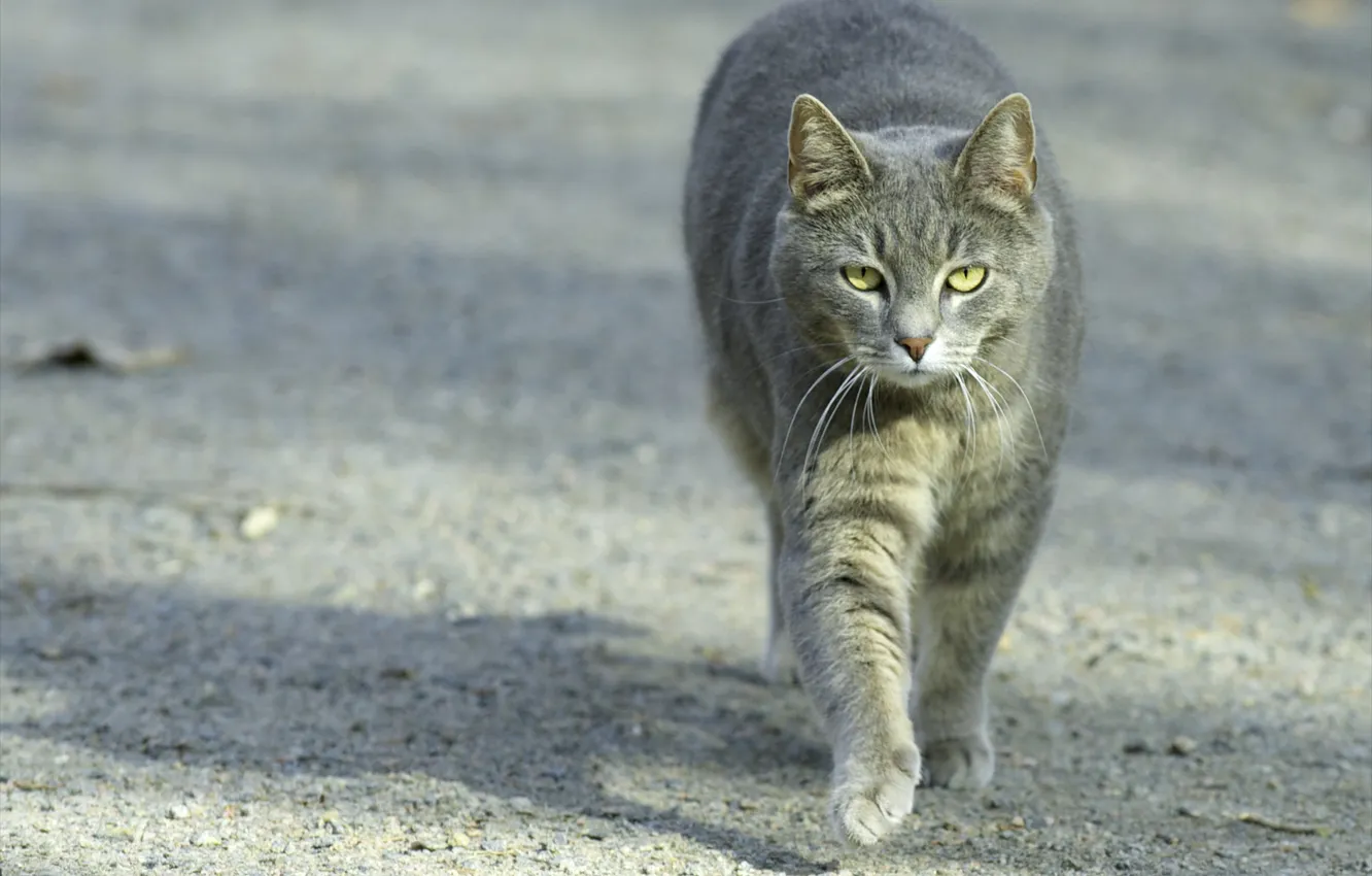 Photo wallpaper cat, cat, grey, street, walk