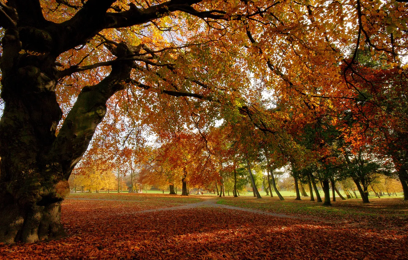 Photo wallpaper autumn, forest, leaves, trees, Park