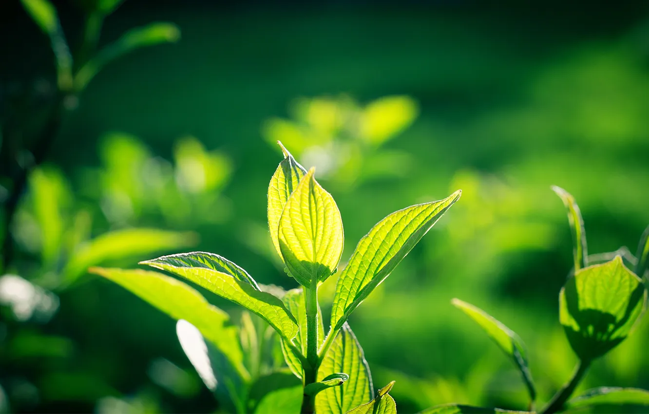 Photo wallpaper greens, leaves, the sun, plant, leaves