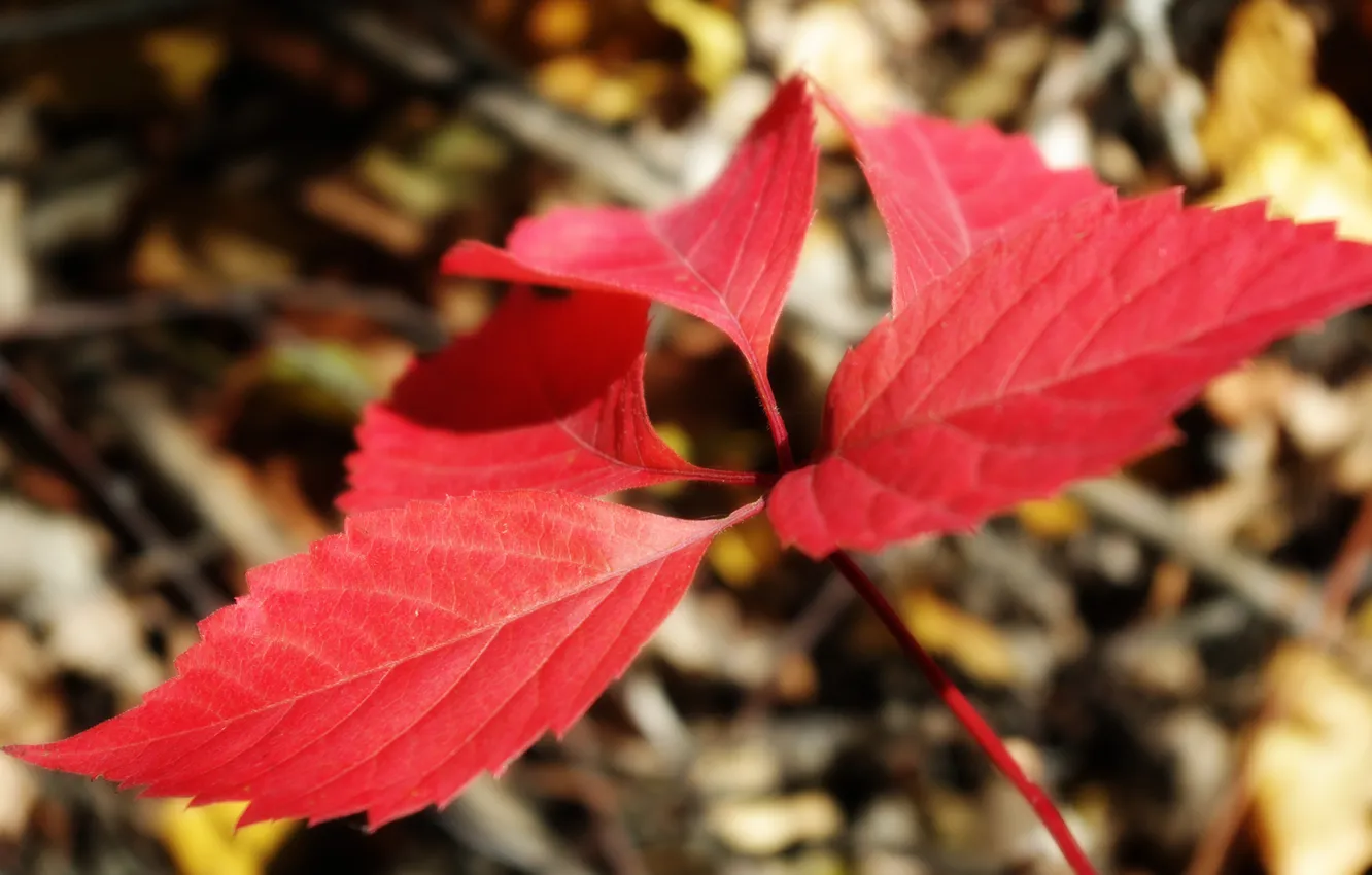 Photo wallpaper macro, red, leaf, Autumn
