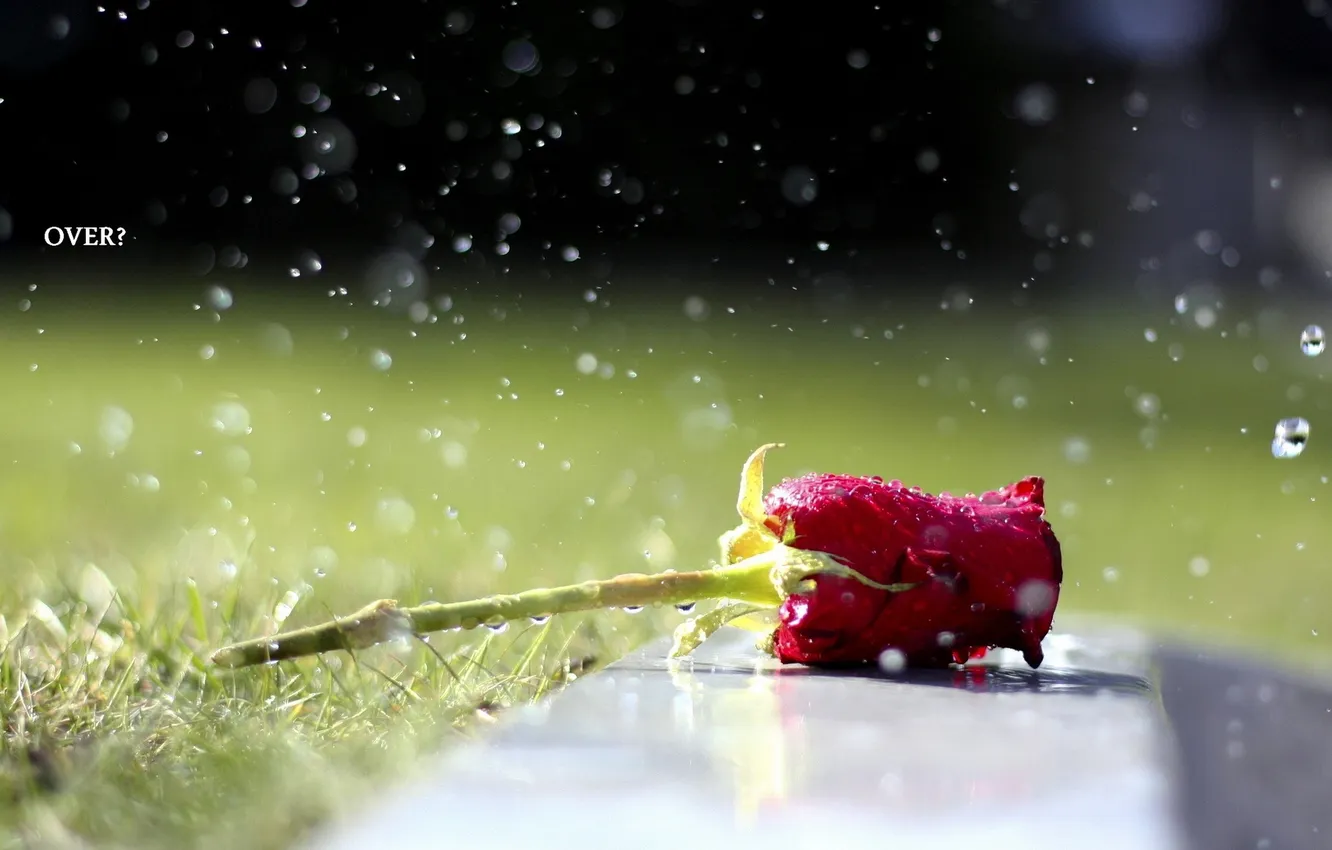 Photo wallpaper water, drops, rose