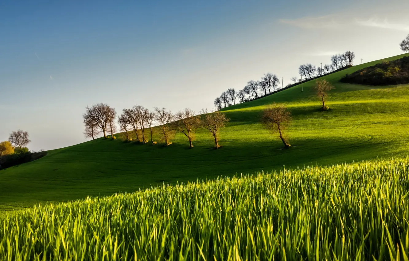 Photo wallpaper field, summer, morning