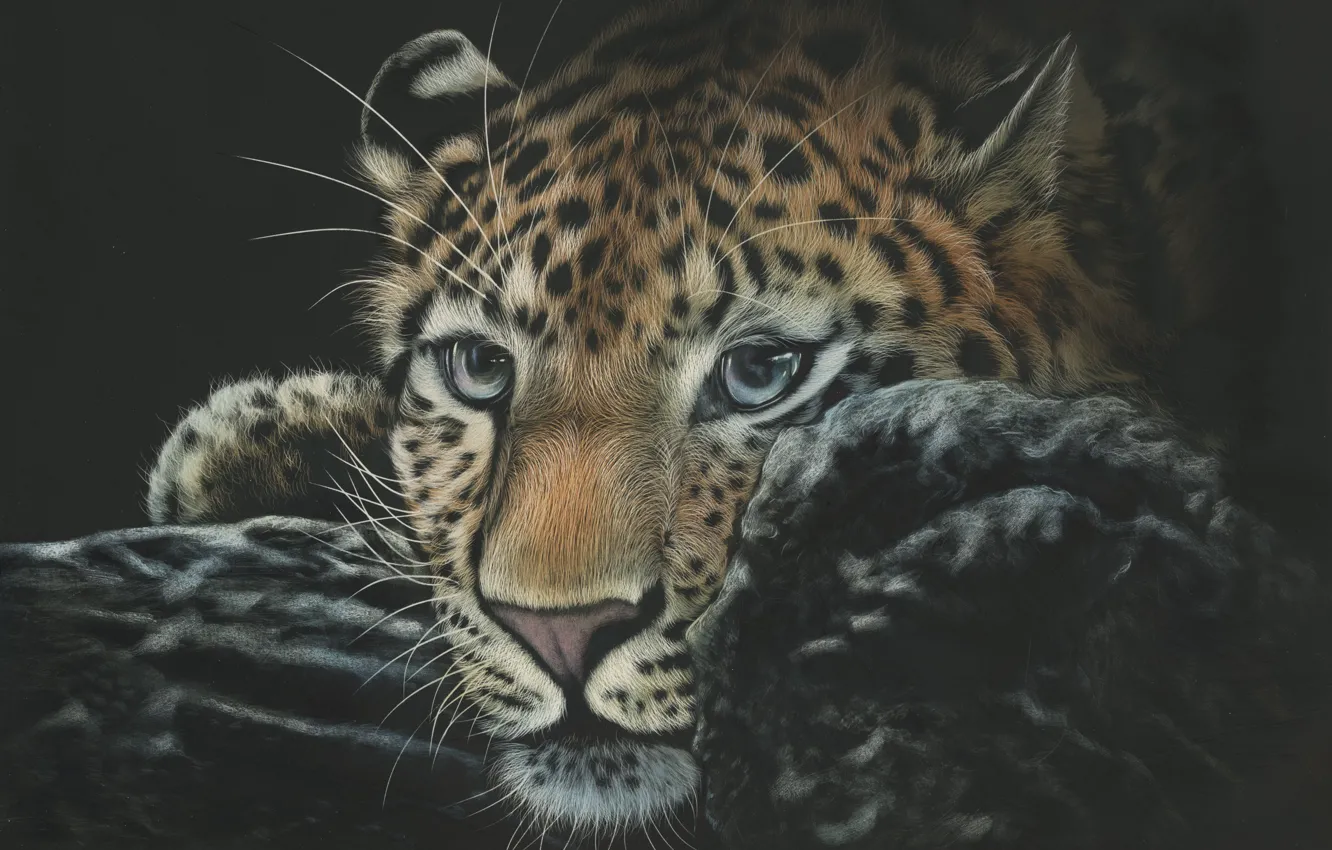 Photo wallpaper cat, face, background, black, leopard, wild cat