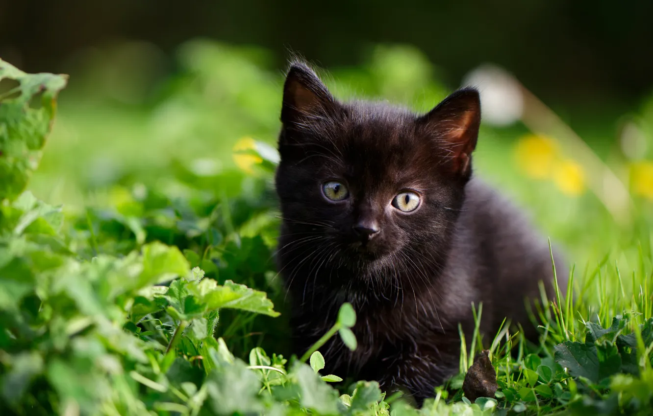 Photo wallpaper grass, look, baby, kitty, black kitten
