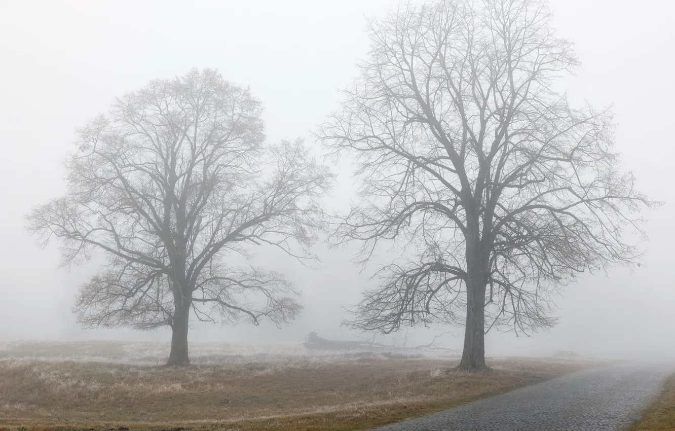 Photo wallpaper road, trees, fog