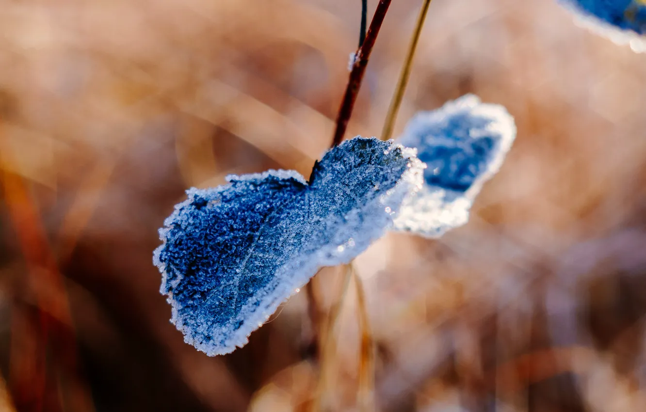 Photo wallpaper frost, autumn, grass, sheet, frost