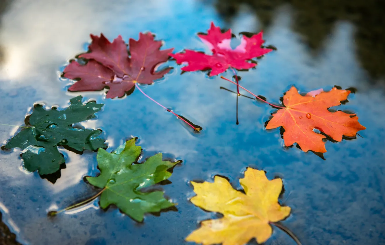 Photo wallpaper autumn, leaves, water, mood, colorful, maple leaves