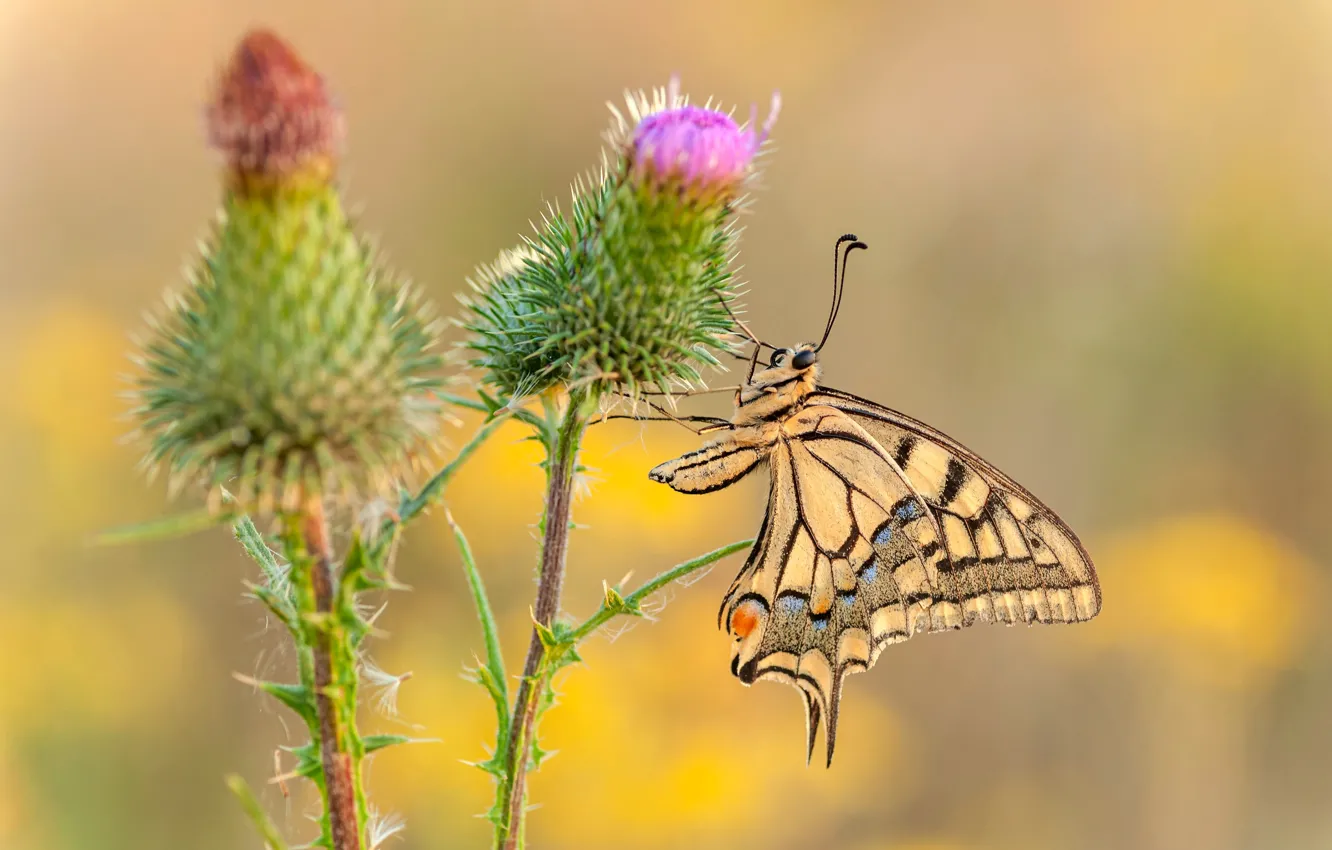 Photo wallpaper macro, butterfly, insect, blurred background, Swallowtail, family of sailboats, Day butterfly