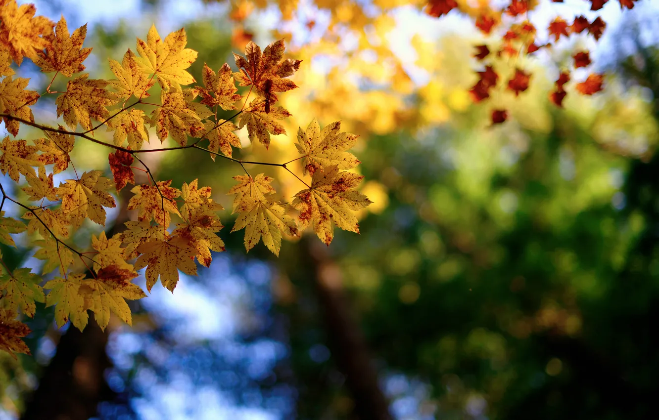 Photo wallpaper autumn, macro, branches, nature, foliage
