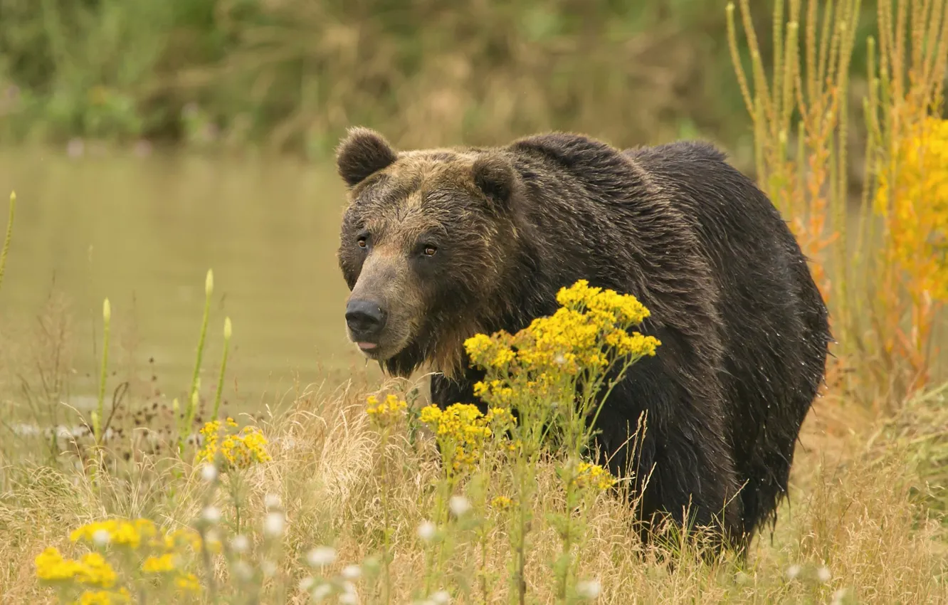 Photo wallpaper summer, look, face, flowers, yellow, nature, pose, wet