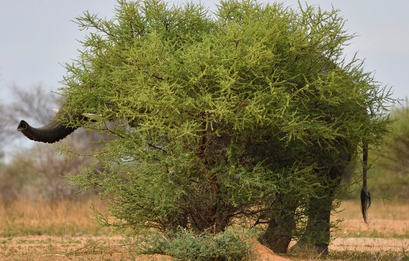 Photo wallpaper animal, wildlife, Elefant, bush, peekaboo