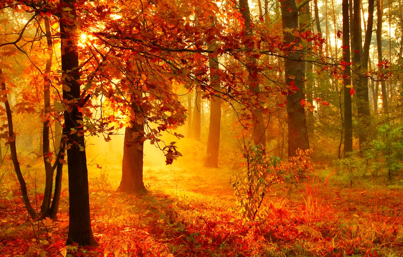 Photo wallpaper forest, trees, nature