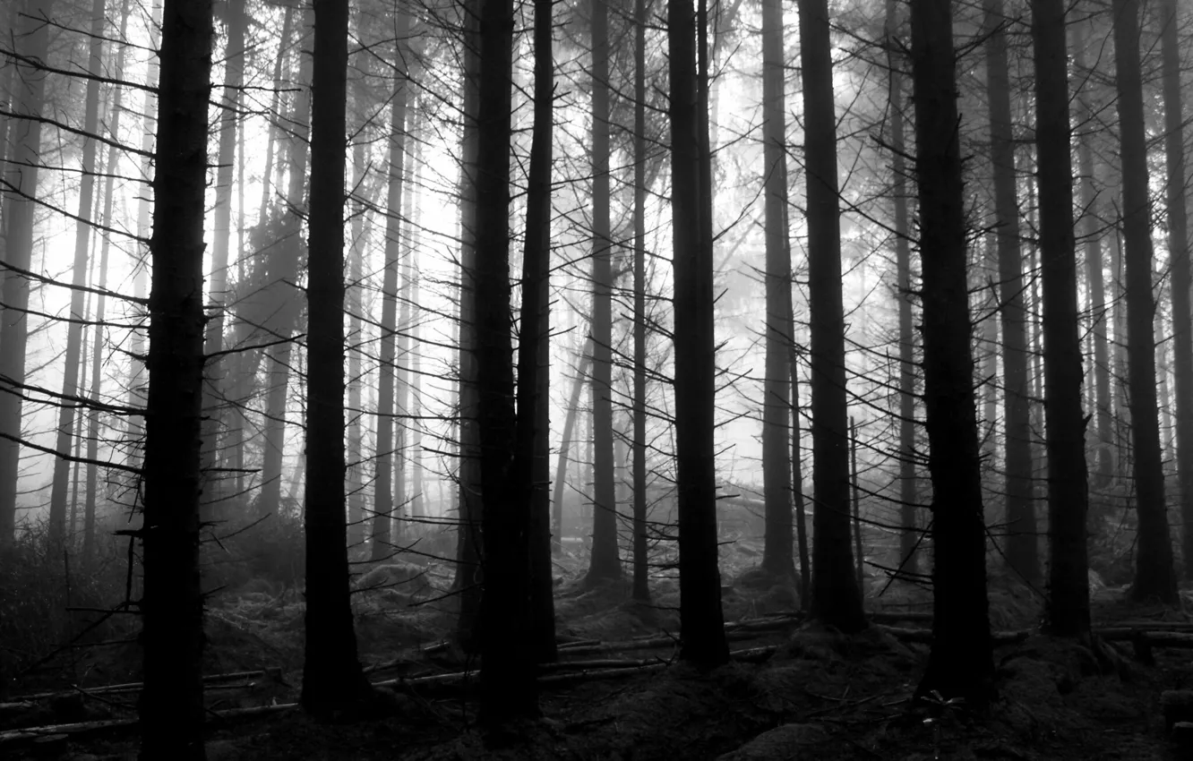 Photo wallpaper forest, trees, nature, Scotland, black and white, monochrome