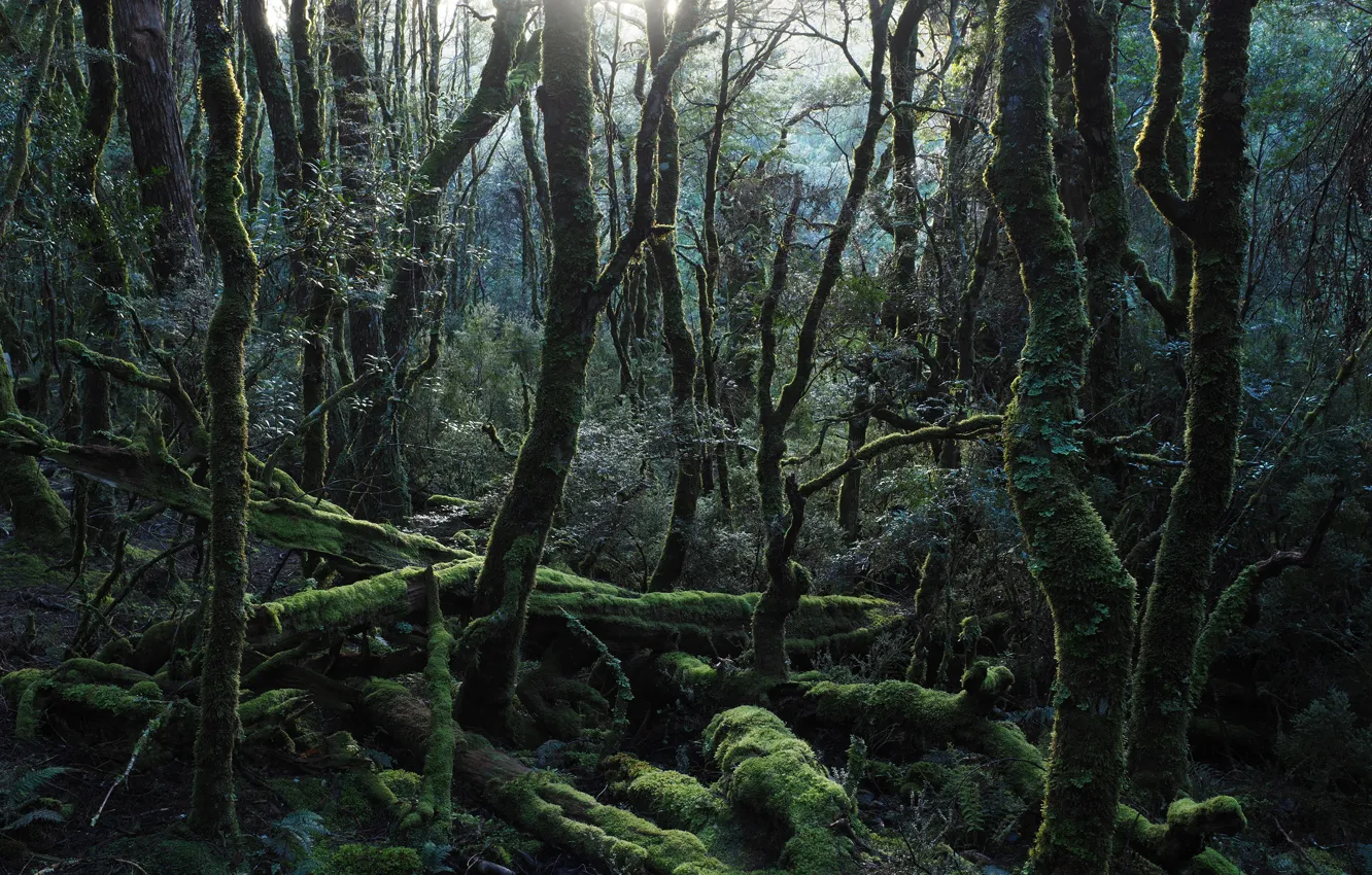 Photo wallpaper forest, trees, nature, moss