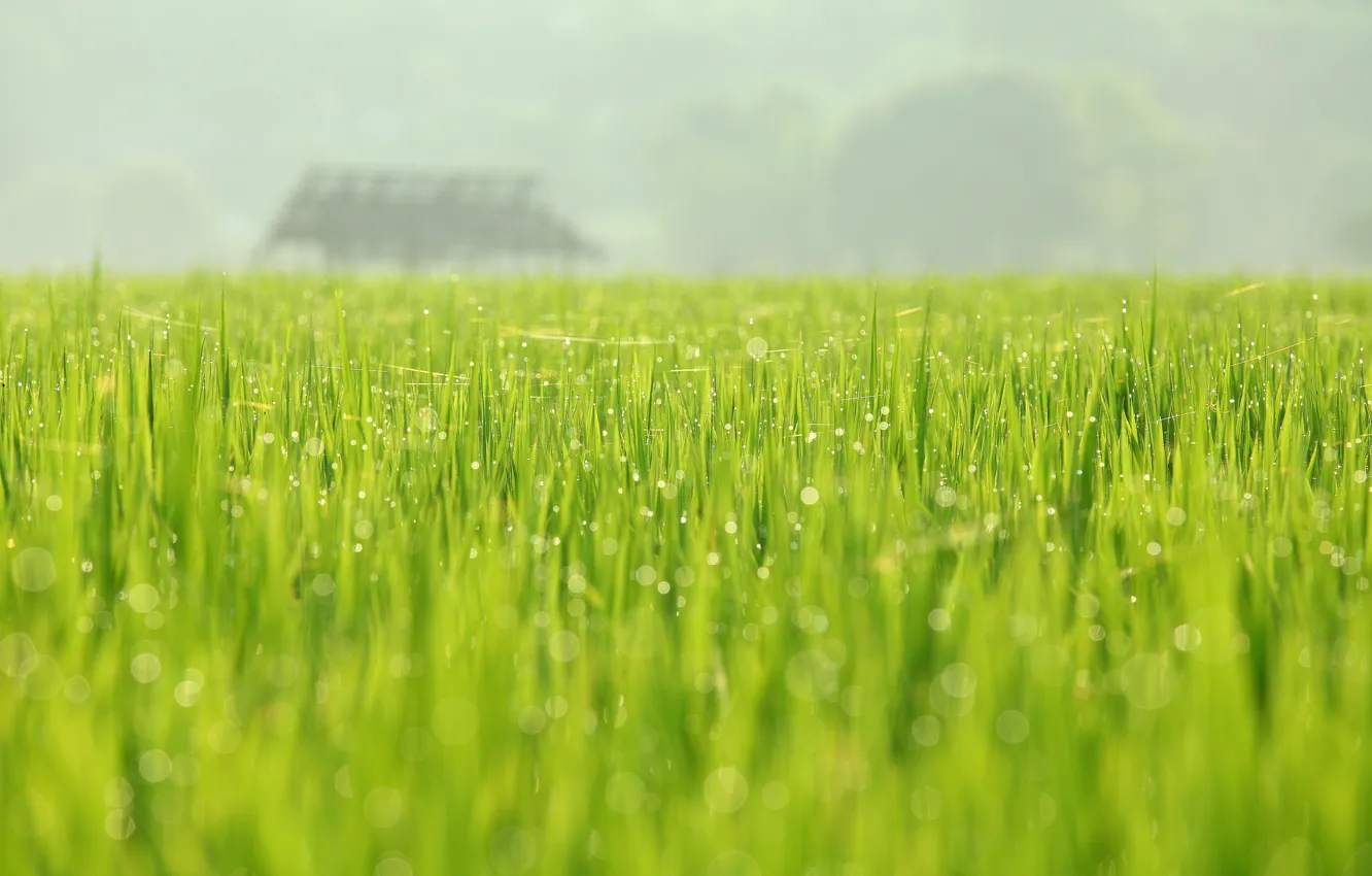 Photo wallpaper greens, field, nature, Rosa, spring, may, August Huang Photography