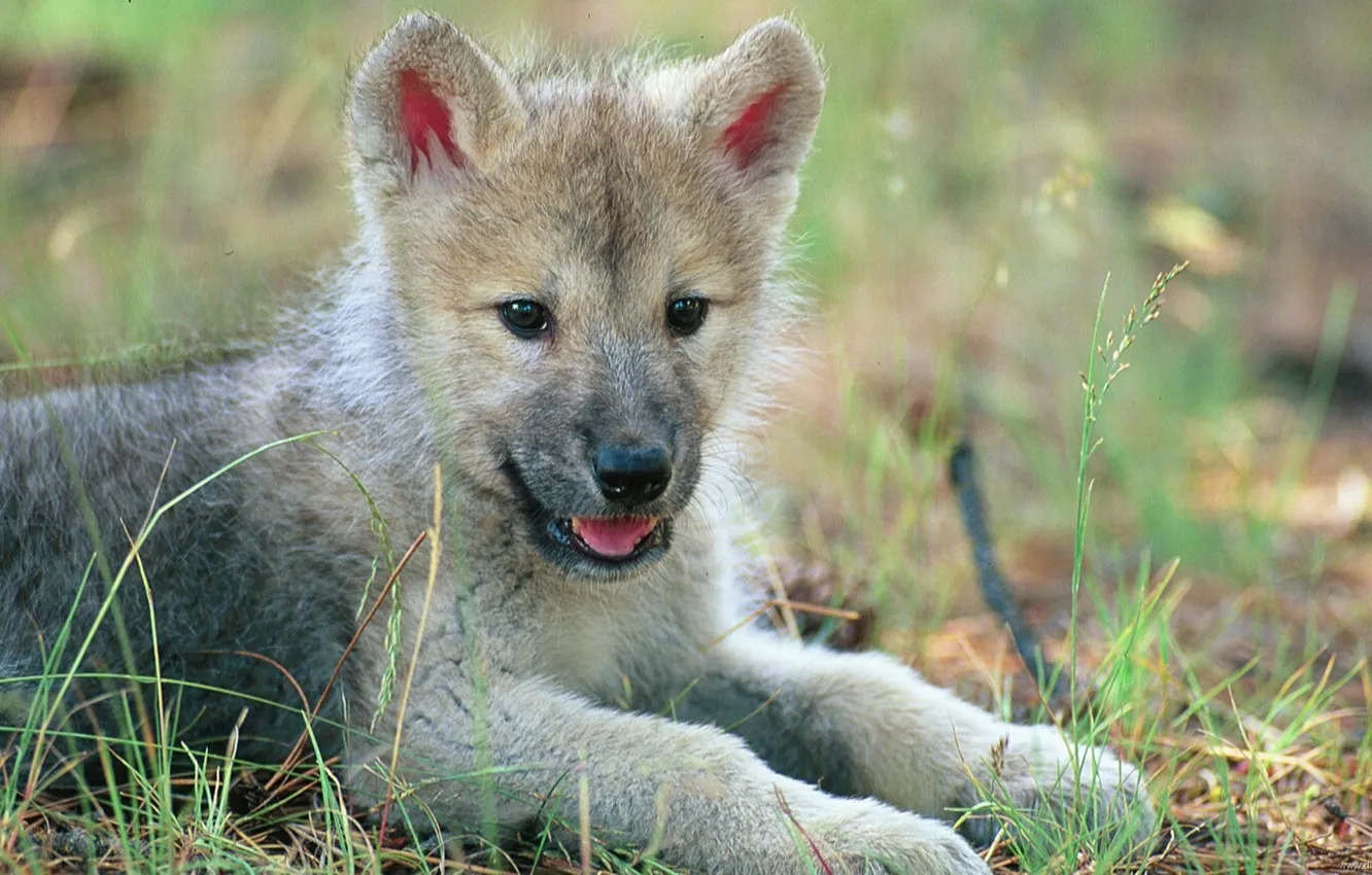 Photo wallpaper nature, animal, wolf, baby, the cub