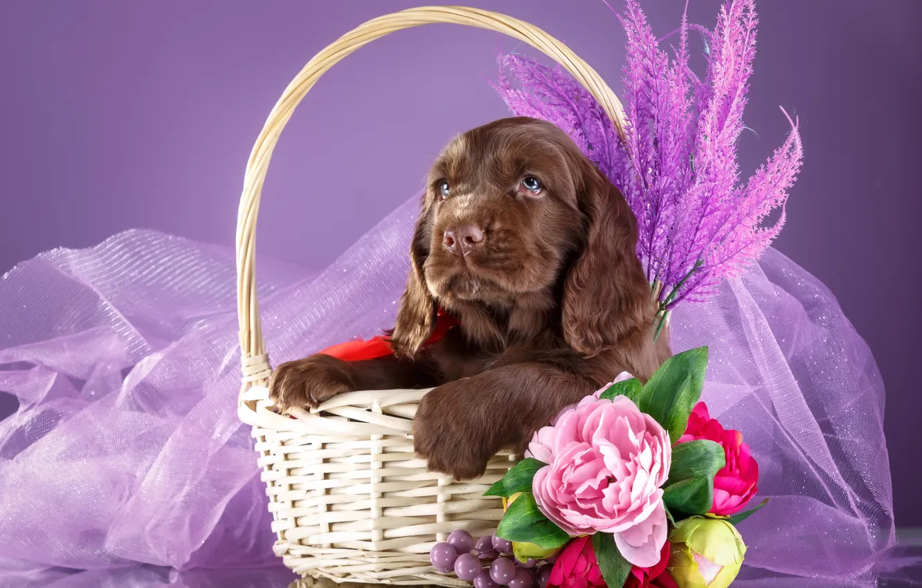 Photo wallpaper flowers, basket, puppy, Spaniel