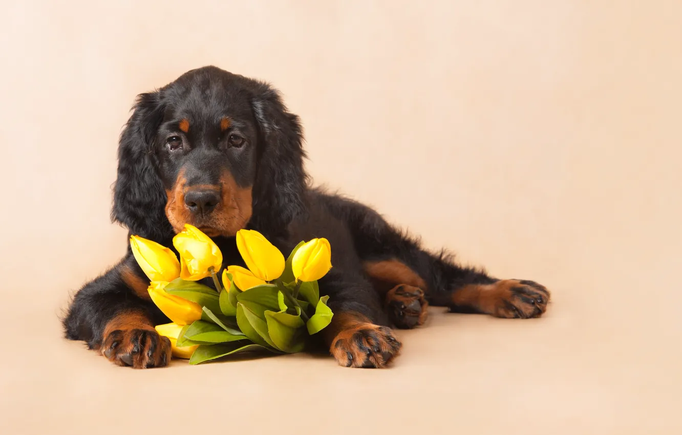 Photo wallpaper look, dog, bouquet, tulips, lies