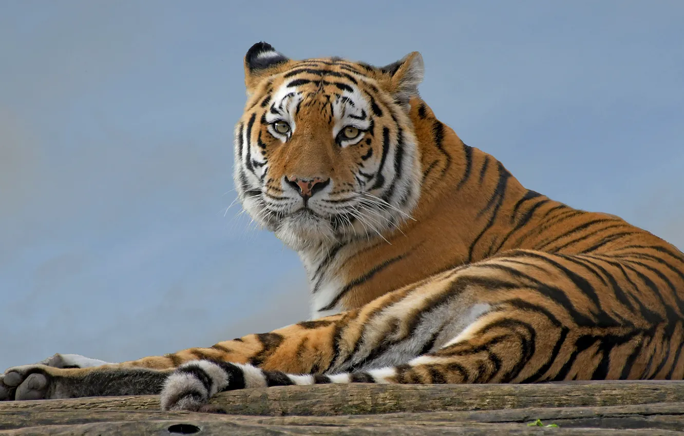 Photo wallpaper the sky, look, tiger, pose, lies, blue background