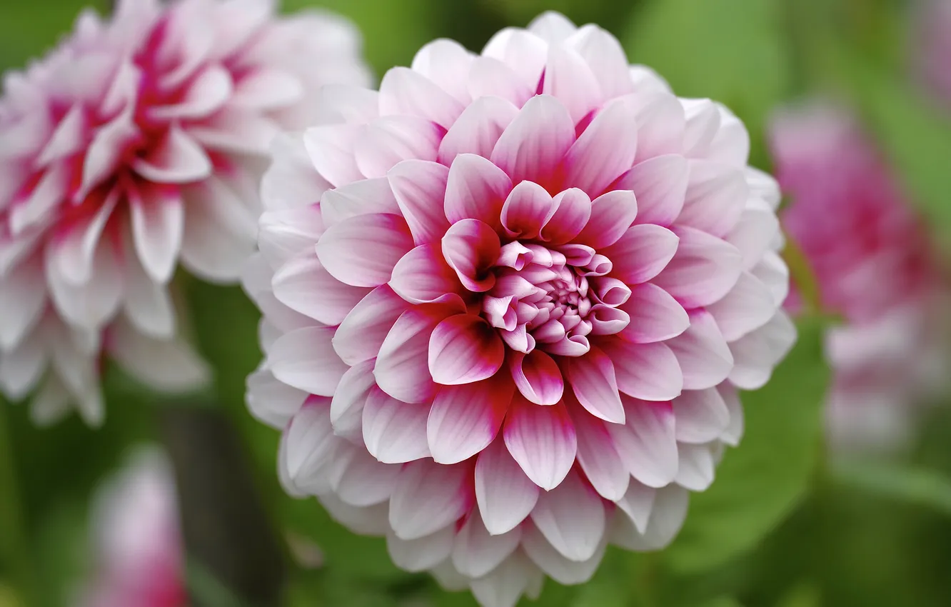 Photo wallpaper macro, flowers, pink, bokeh, dahlias