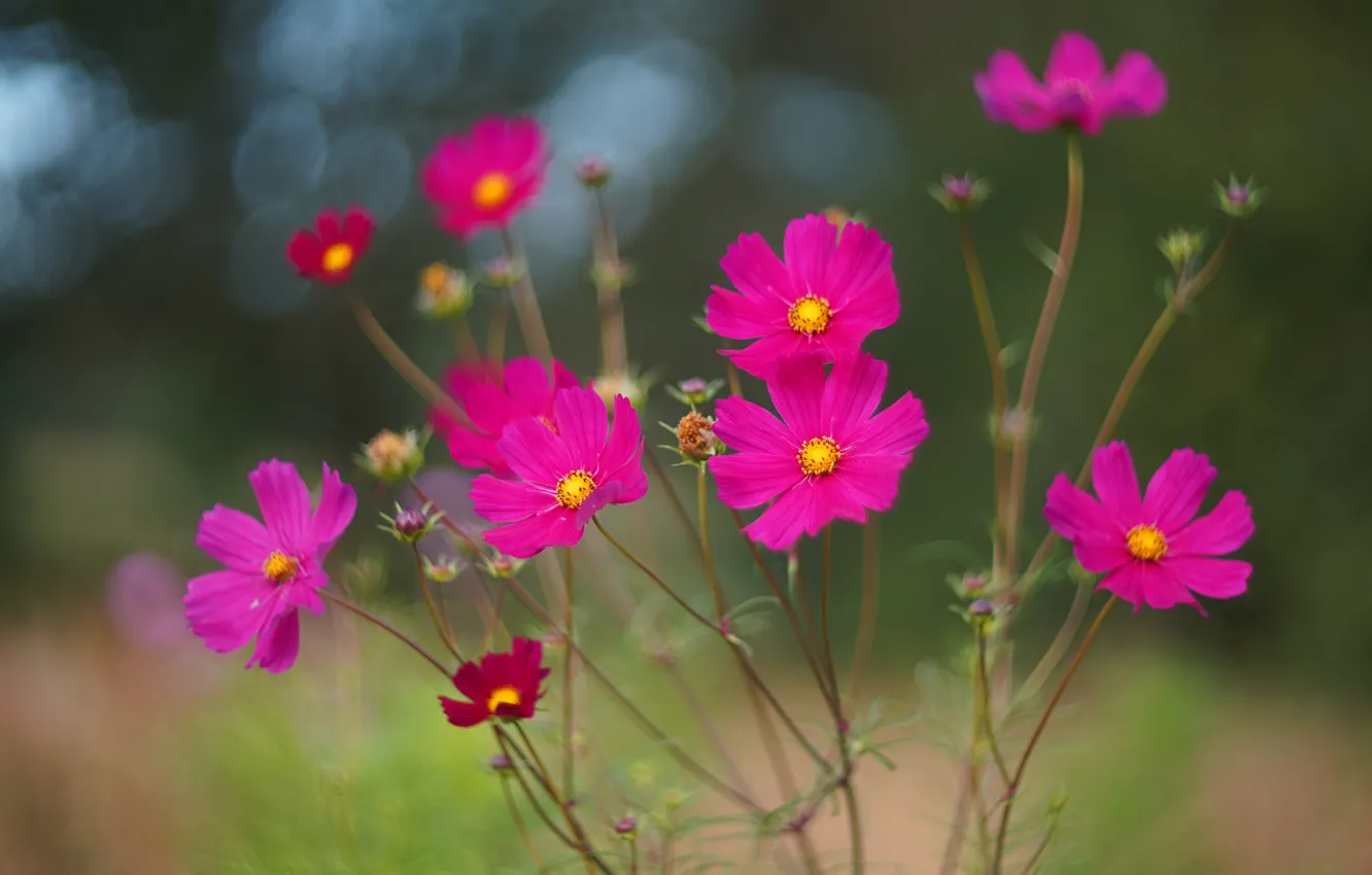 Photo wallpaper flowers, pink, cosmos