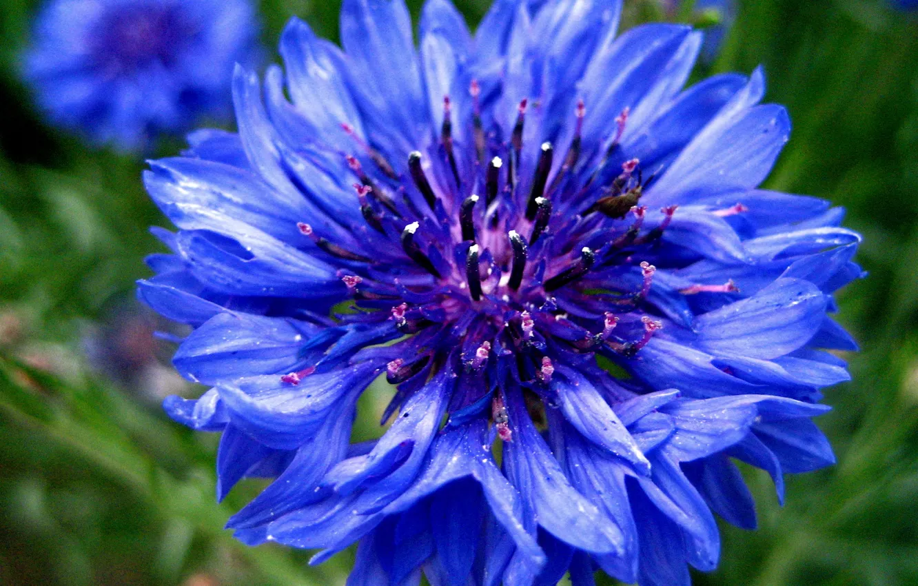 Photo wallpaper flowers, blue, blue, cornflowers, bluet, cornflower, centaurea