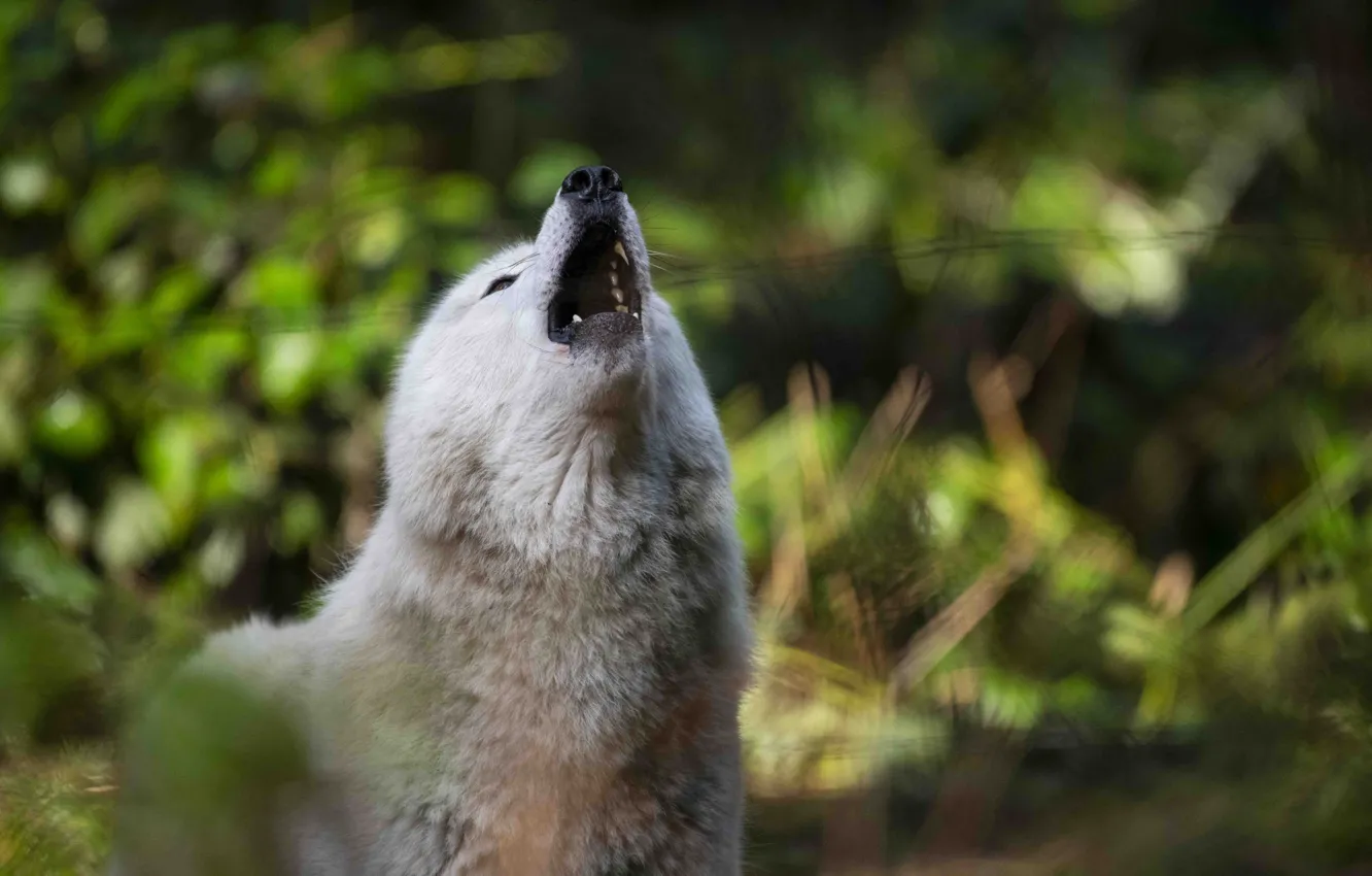 Photo wallpaper face, wolf, mouth, howling, full moon, full moon, white wolf, White Wolf