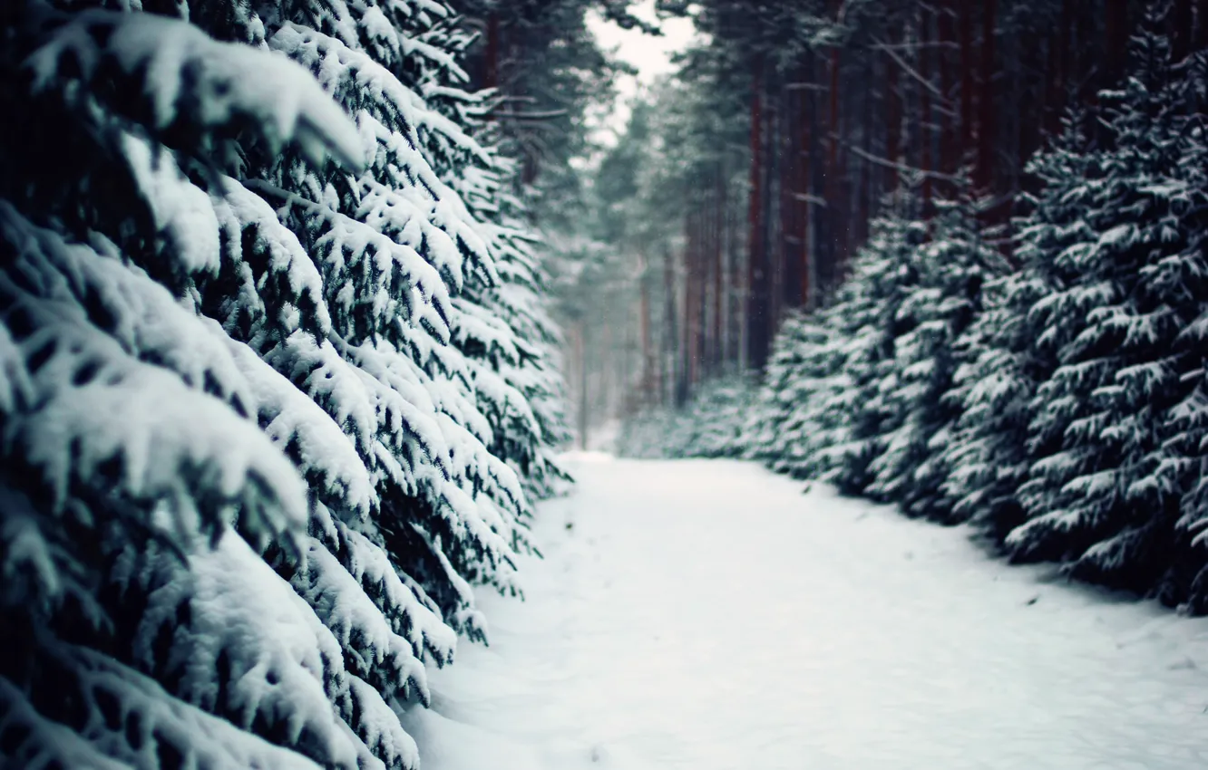 Photo wallpaper winter, forest, nature, trail, ate, track, pine, tree