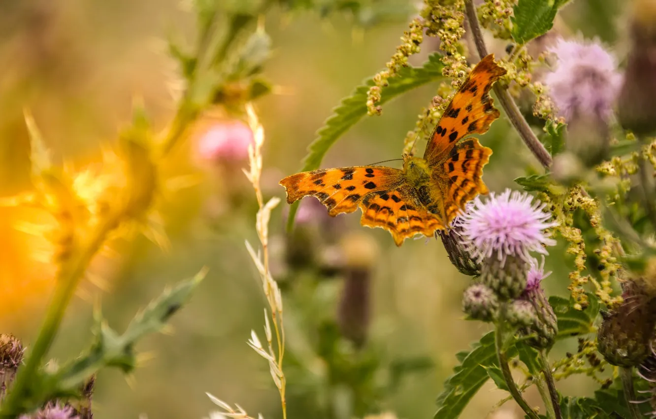 Photo wallpaper grass, macro, butterfly