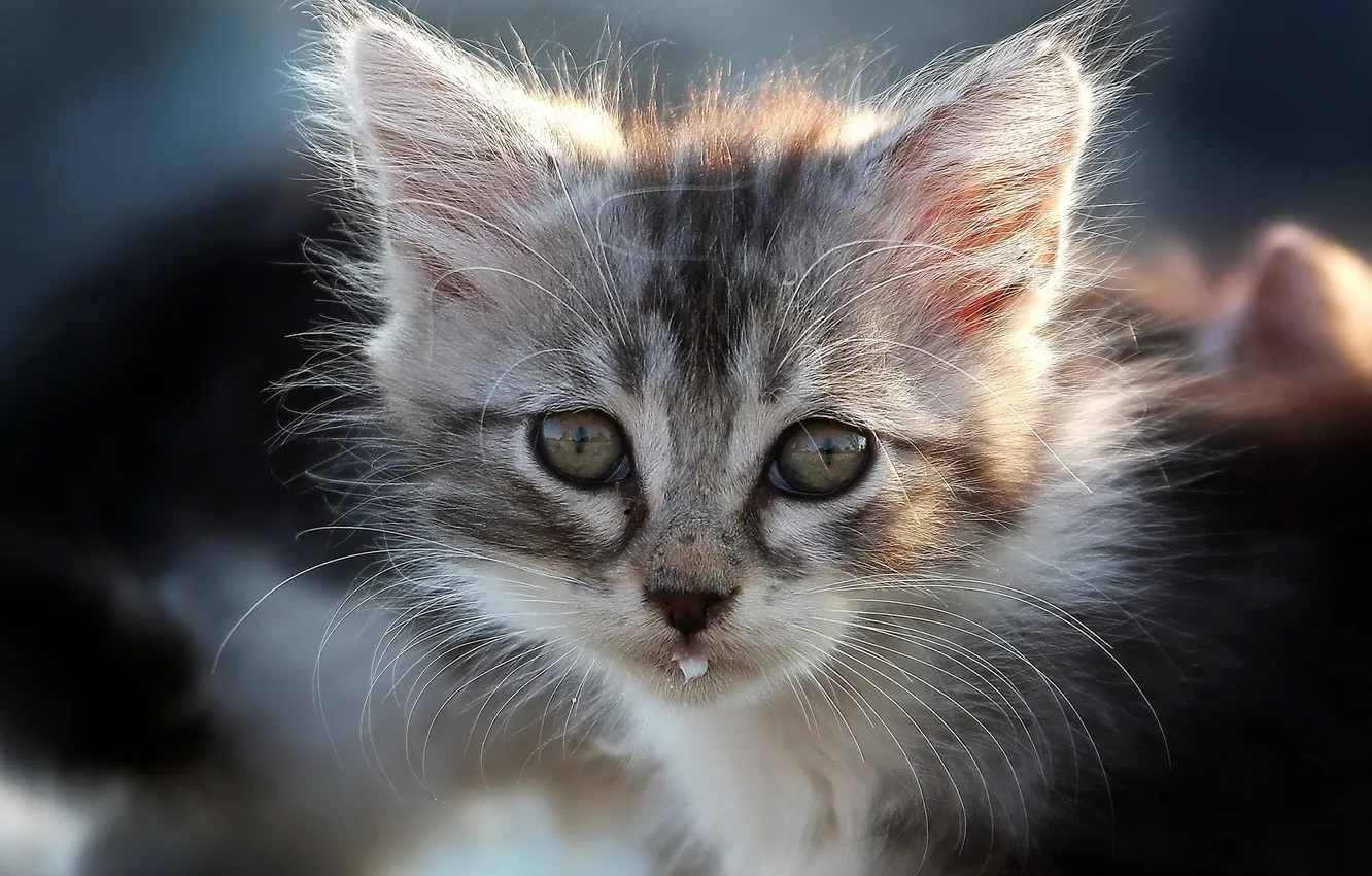 Photo wallpaper cat, kitty, milk, muzzle