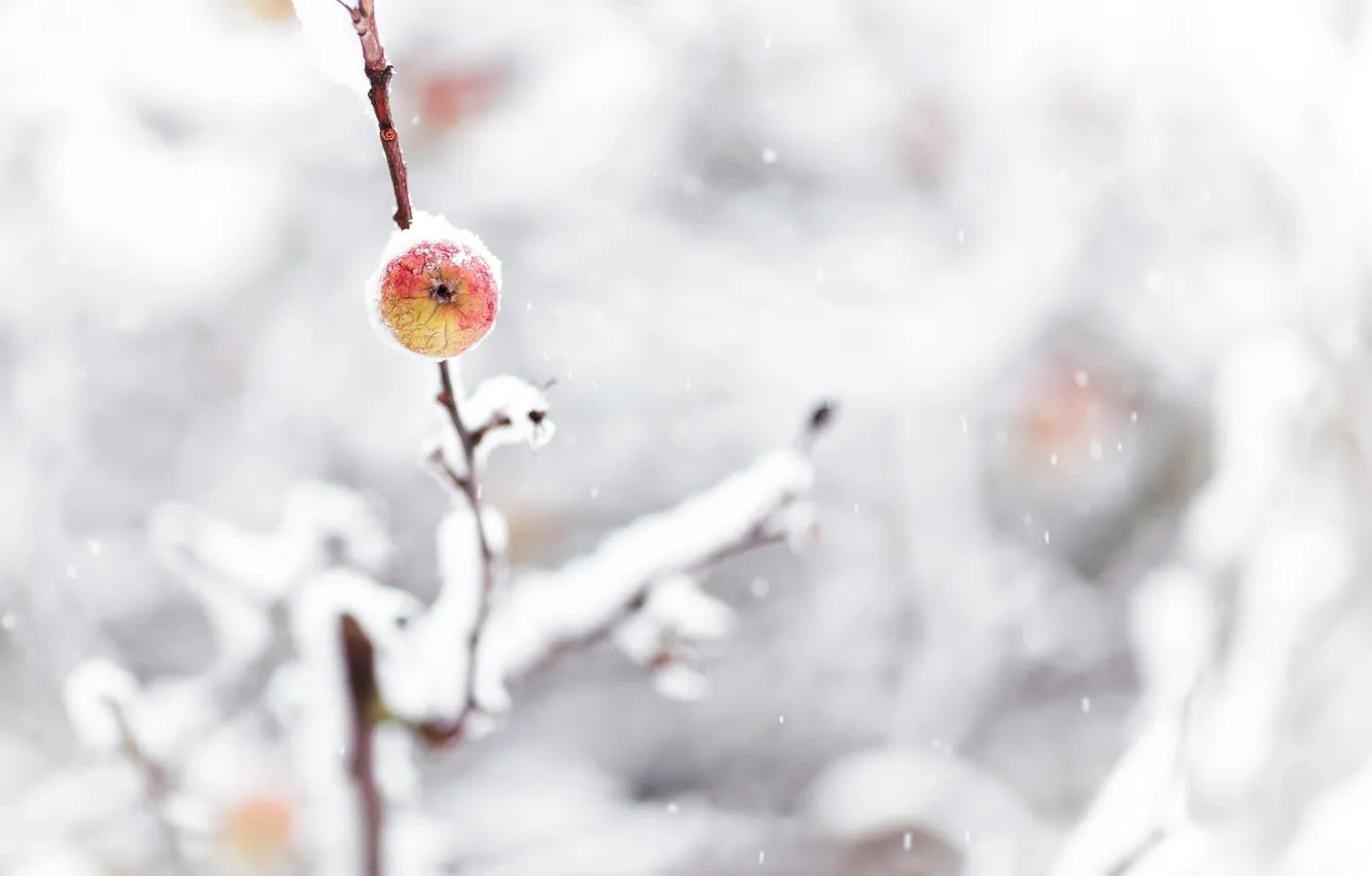 Photo wallpaper winter, snow, branches, nature, apples